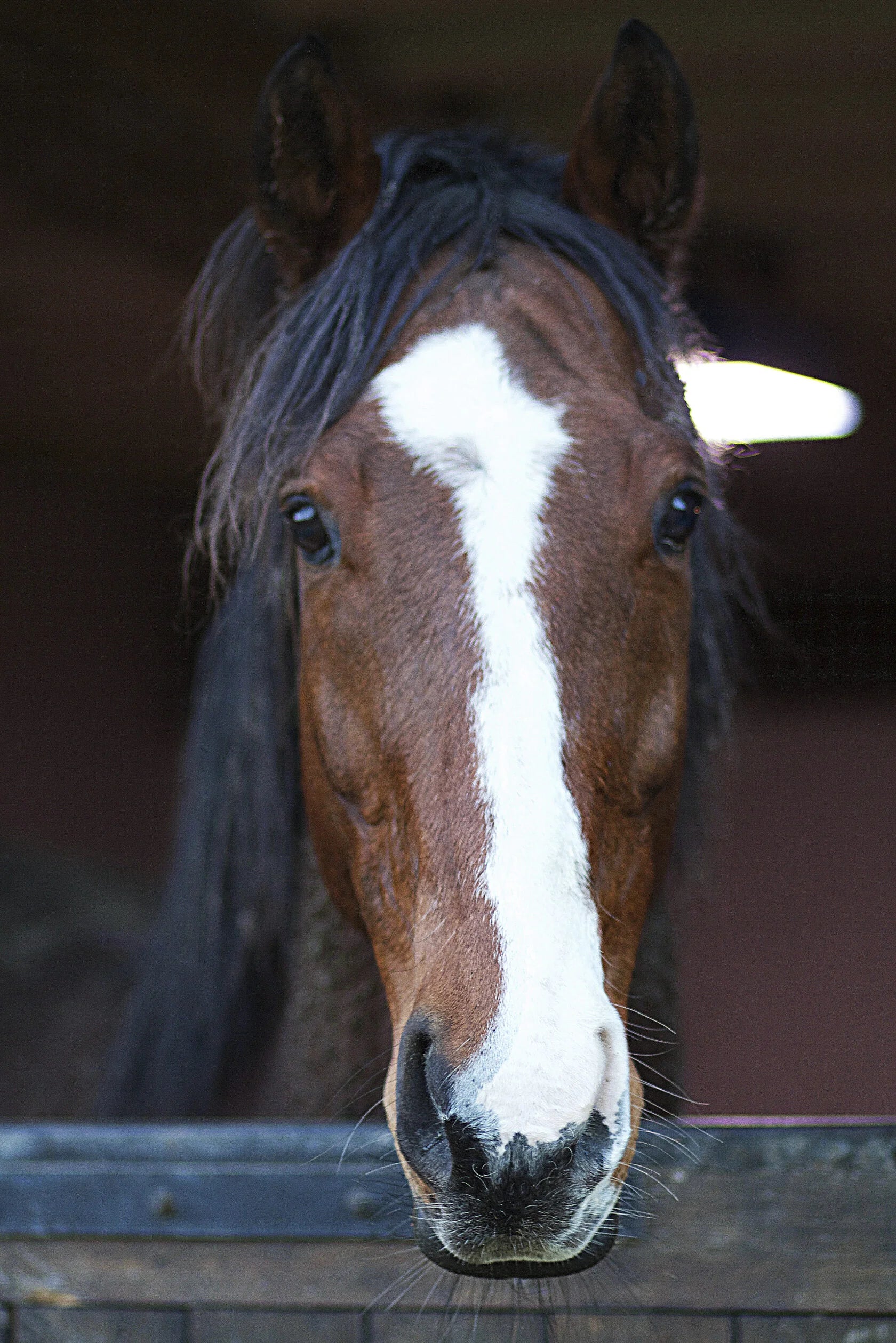 Barbassionne Horseshoe