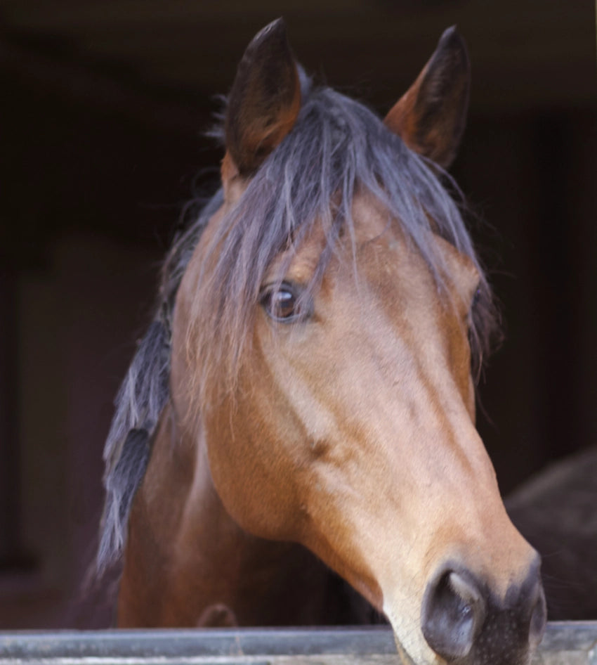 Barbabella Horseshoe