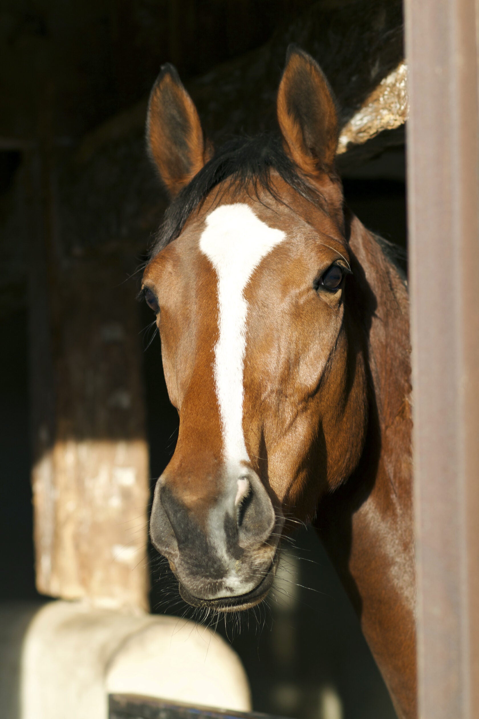 Cheval de bataille en forme de fer à cheval