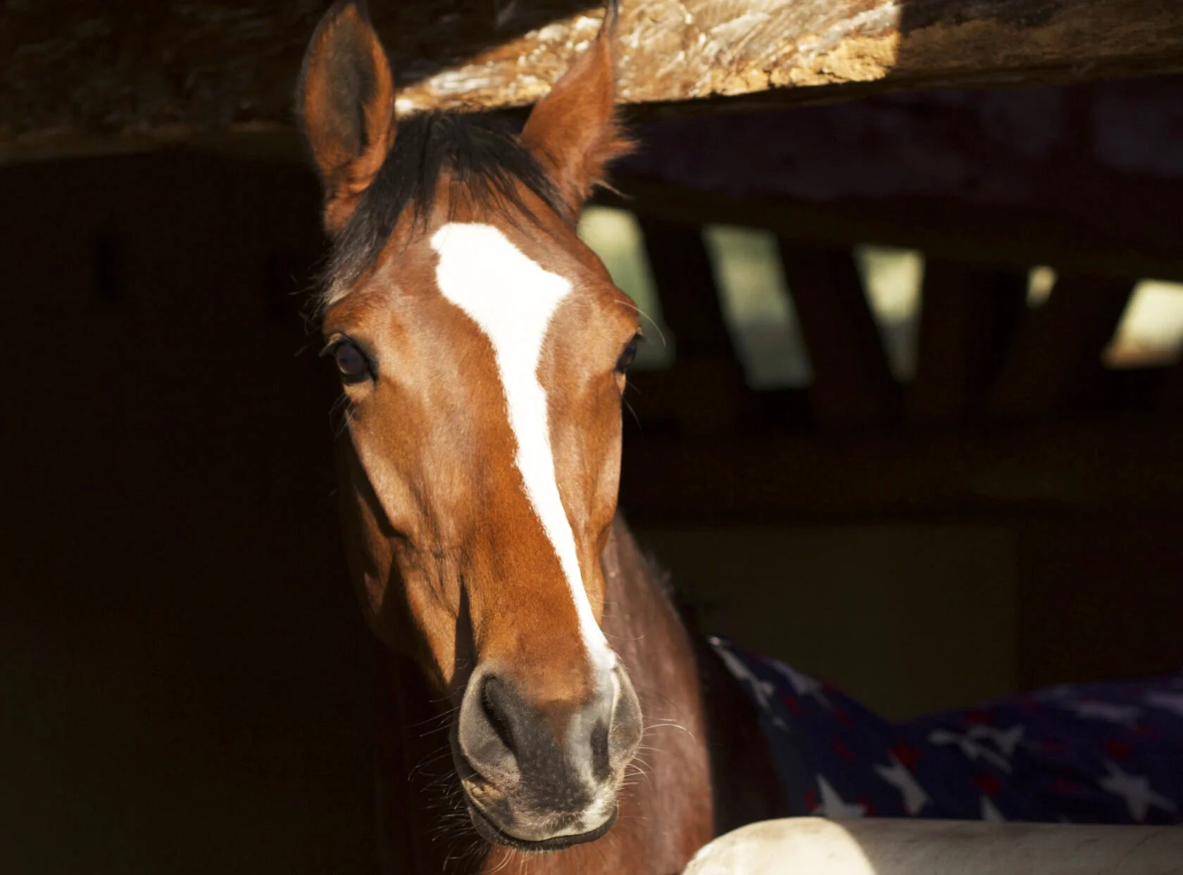 Battle Angel Horseshoe